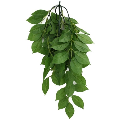 Komodo Grean Leaf Hanging Vine Terrarium Plant - Large - 1 count